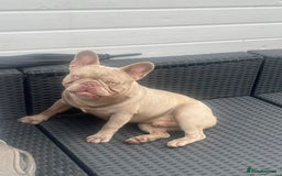 French Bulldog dogs for sale: Male French bulldog for sale  - Image 2