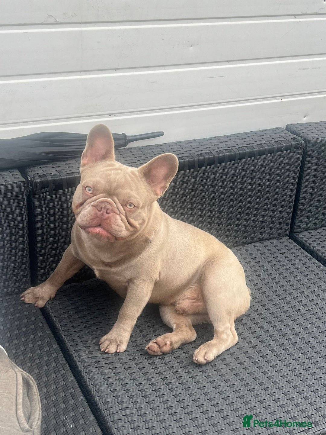 French Bulldog dogs for sale: Male French bulldog for sale  - Image 2