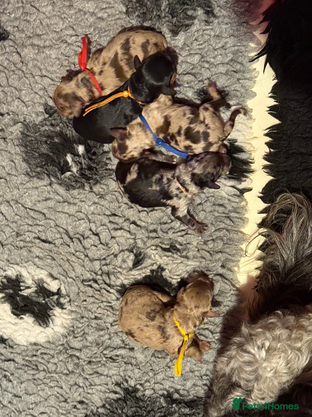 Cavapoo dogs for sale: F1b Health tested Phantom chocolate Merle Cavapoo - Advert 2