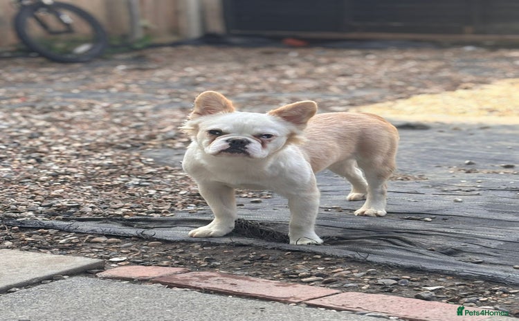 French Bulldog dogs - Advert 8
