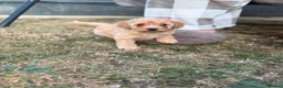 Mixed Breed dogs for sale: Girl puppy for sale in Southend-on-Sea - Advert 4
