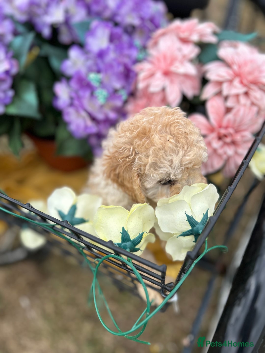 Cockapoo dogs for sale: YANKYDOODLES  ( COCKERPOOS) - Image 18