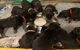 Dobermann dogs for sale: 🌟🌟KC Dobermanns - 38+ Champions in Bloodline🌟🌟 in London - Image 9