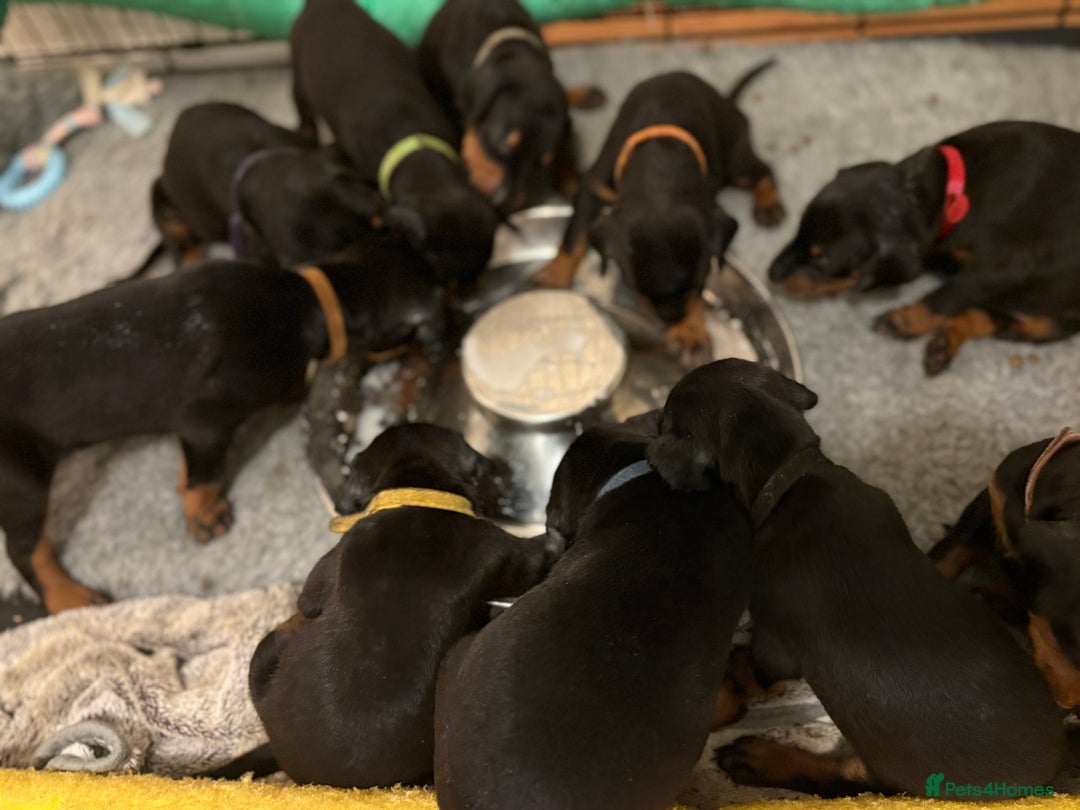 Dobermann dogs for sale: 🌟🌟KC Dobermanns - 38+ Champions in Bloodline🌟🌟 in London - Image 9