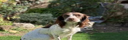 Cocker Spaniel dogs for sale: Working cocker spaniel puppies  - Advert 13