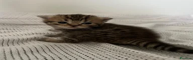British Shorthair 5