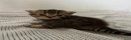 British Shorthair cats for sale: Pure BSH kittens for sale - Advert 5