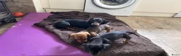 Miniature Dachshund dogs for sale: Lovable kc reg boys  - Advert 3