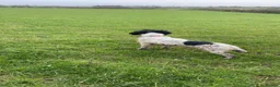 English Springer Spaniel dogs for sale: English Springer Spaniel Puppies  - Advert 21