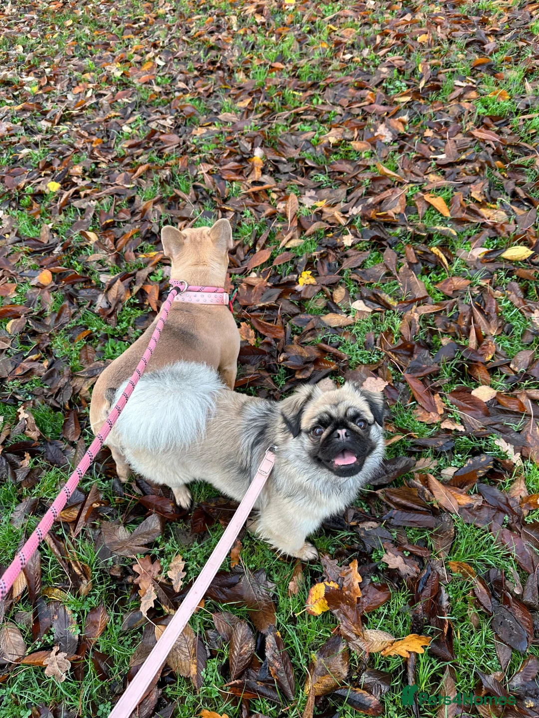 Pug dogs for sale: Fluffy pug pink carrier possible husky carrier  - Advert 2