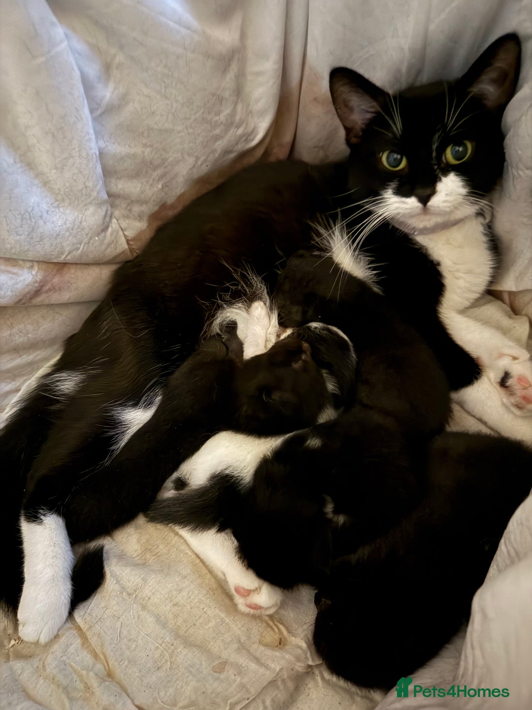 Mixed Breed cats for sale: Two male kittens for sale - Advert 3