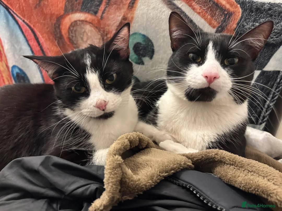 British Shorthair cats for sale: Tiny Paws, Big Love – Kitten Available Now! - Advert 4