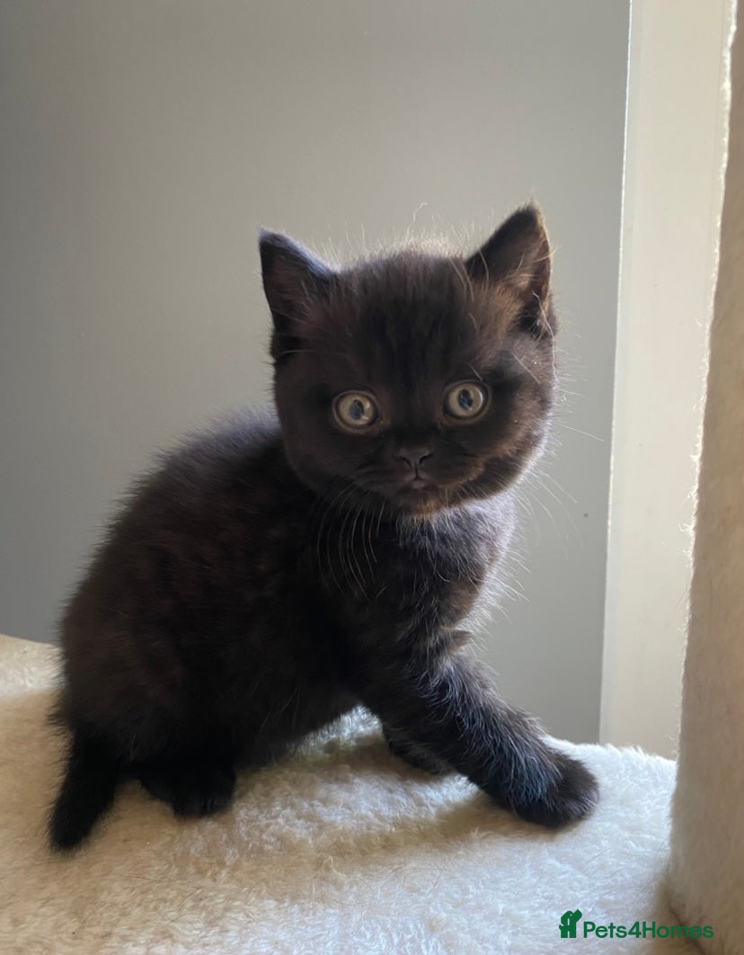 British Shorthair cats 5 British Shorthair Kittens - Advert 2