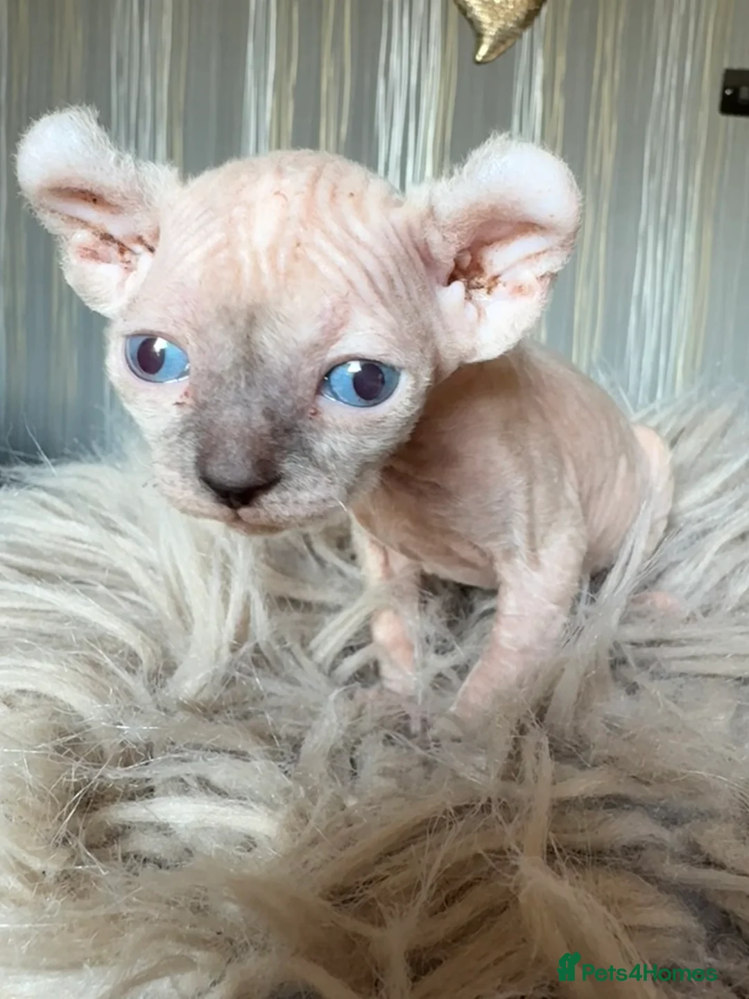 Sphynx cats for sale: Rare seal pointed Elf/Dwelf Sphynx kittens in Norwich - Advert 1