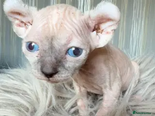 Sphynx cats Rare seal pointed Elf/Dwelf Sphynx kittens - Advert 2