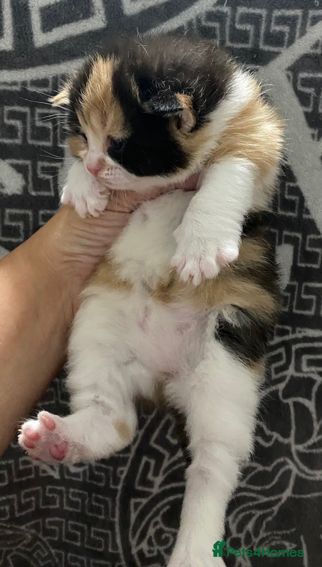 British Shorthair cats for sale: 2 girls 1 boy very docile  - Image 3