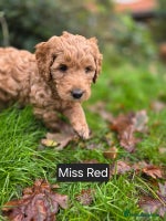 Goldendoodle dogs Beautiful F1B Goldendoodle Puppies DNA tested - Advert 1
