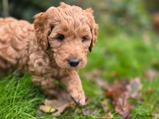 Goldendoodle dogs Beautiful F1B Goldendoodle Puppies DNA tested - Advert 10