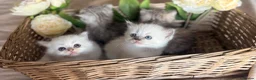 Mixed Breed cats for sale: Persian x bsh kittens  - Advert 16