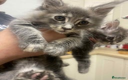 Maine Coon cats for sale: Xl mainecoon kittens full breed non reg  - Image 19