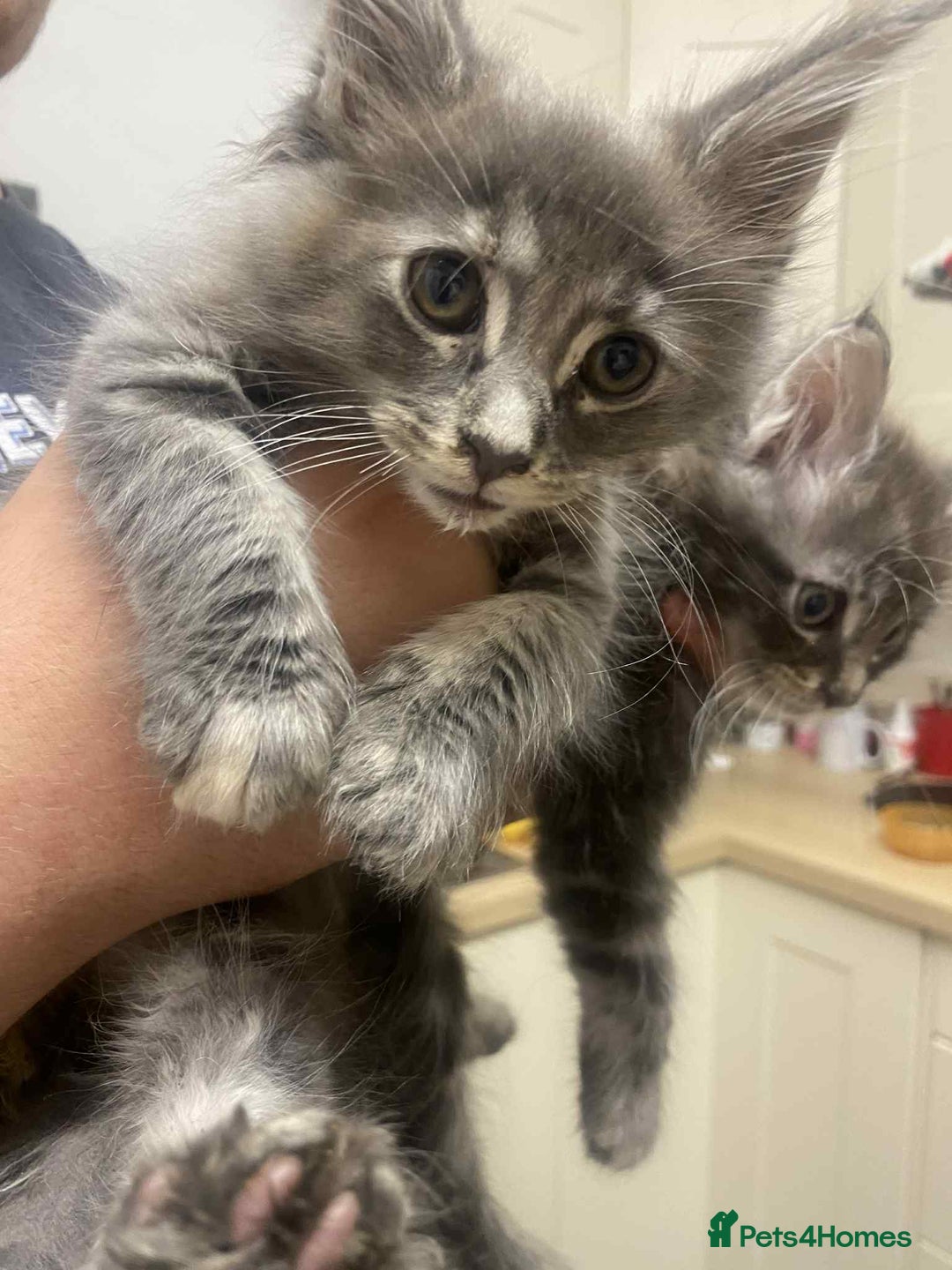 Maine Coon cats for sale: Xl mainecoon kittens full breed non reg  - Image 19