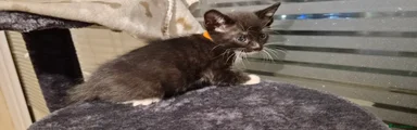Domestic Shorthair Kitten 4