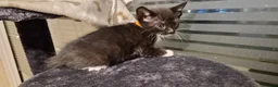 Domestic Shorthair cats for sale: Adventurous, adorable kittens looking for homes - Advert 2