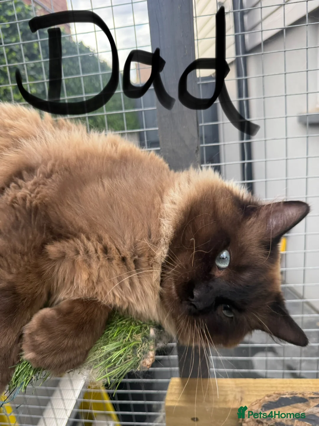 Ragdoll cats for sale: Mink ragdoll kittens full breed - Advert 2