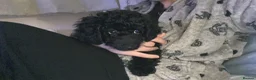 Cockapoo dogs for sale: Black FB1 cockapoo girl in Edgware - Advert 4