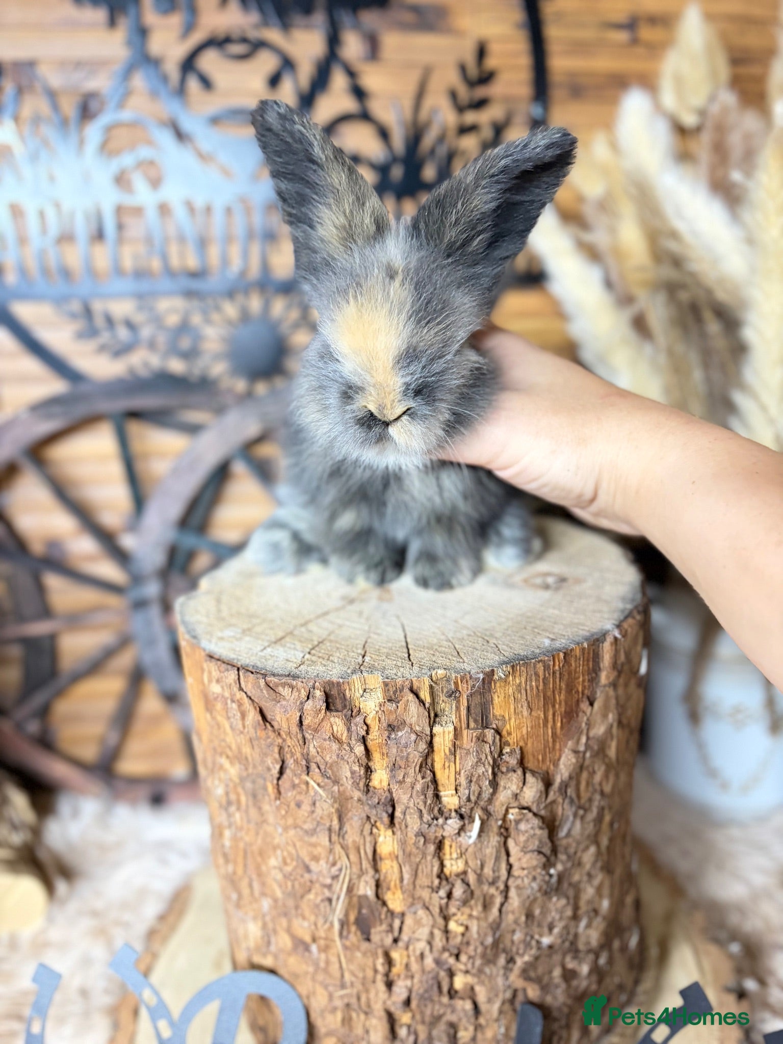 Angora rabbits PURE•PEDIGREE•ANGORAS🤍 - Advert 2