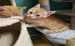 Scottish Fold cats for sale: Scottish fold kittens with straight ears - Advert 29