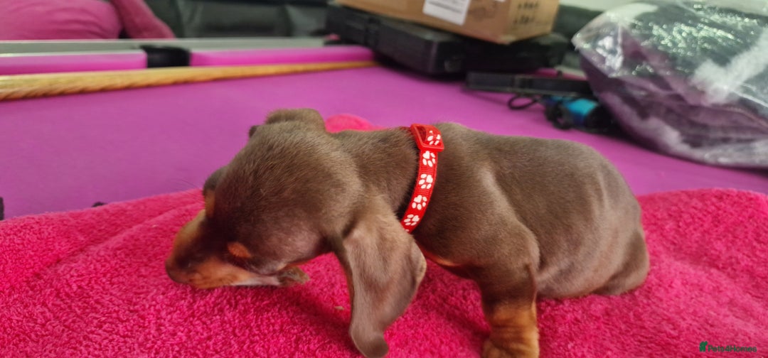 Miniature Dachshund dogs for sale: Miniature Dachshund puppies Longhaired & Smooth  - Image 32