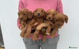 Cockapoo dogs for sale: Adorable Red Cockapoo F1 Puppies Waiting List - Image 6