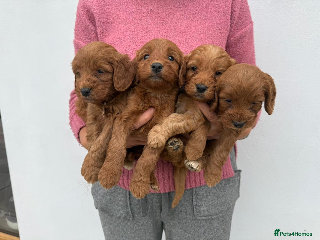 Cockapoo dogs for sale: Adorable Red Cockapoo F1 Puppies Waiting List - Image 6