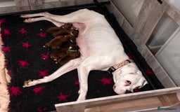 Boxer dogs for sale: READY NOW !!!! 1 GIRl 1 BOY LEFT  - Advert 1