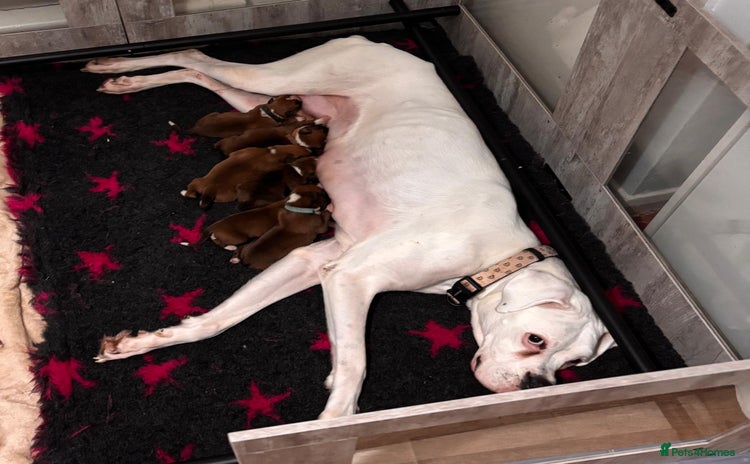 Boxer dogs READY NOW !!!! 1 GIRl 1 BOY LEFT  - Advert 1