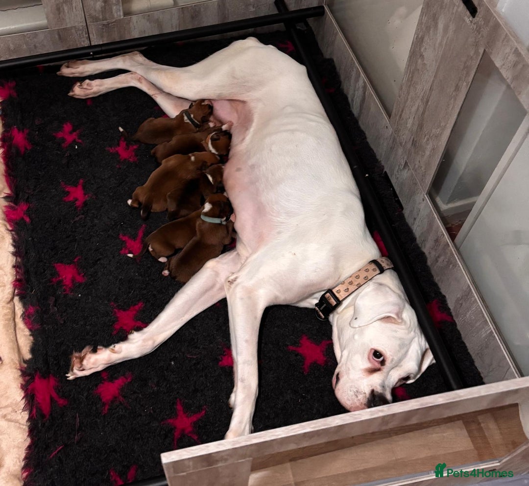 Boxer dogs for sale: READY NOW !!!! 1 GIRl 1 BOY LEFT  - Advert 1