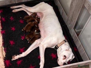 Boxer dogs for sale: READY NOW !!!! 1 GIRl 1 BOY LEFT - Advert 1