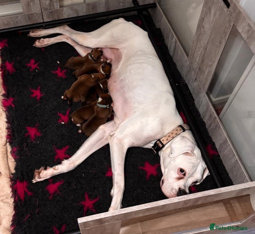 Boxer dogs READY NOW !!!! 1 GIRl 1 BOY LEFT - Advert 1