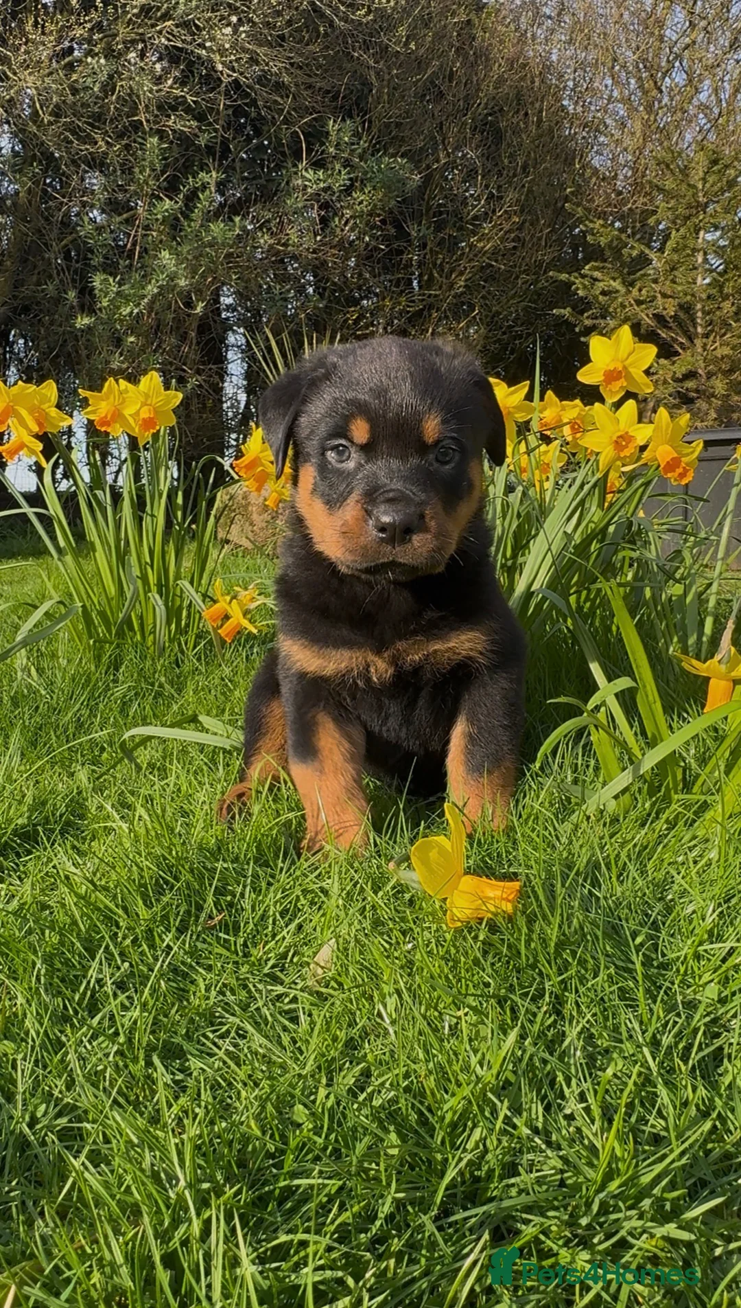 Rottweiler dogs for sale: Rottweiler puppies 3 girls left ready 1st April x - Advert 1