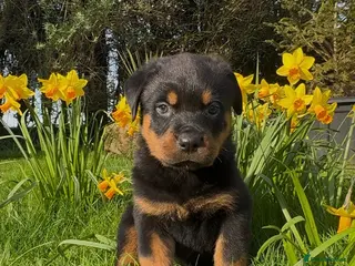 Rottweiler dogs Rottweiler puppies stunning pups born 4th Feb xx - Advert 13