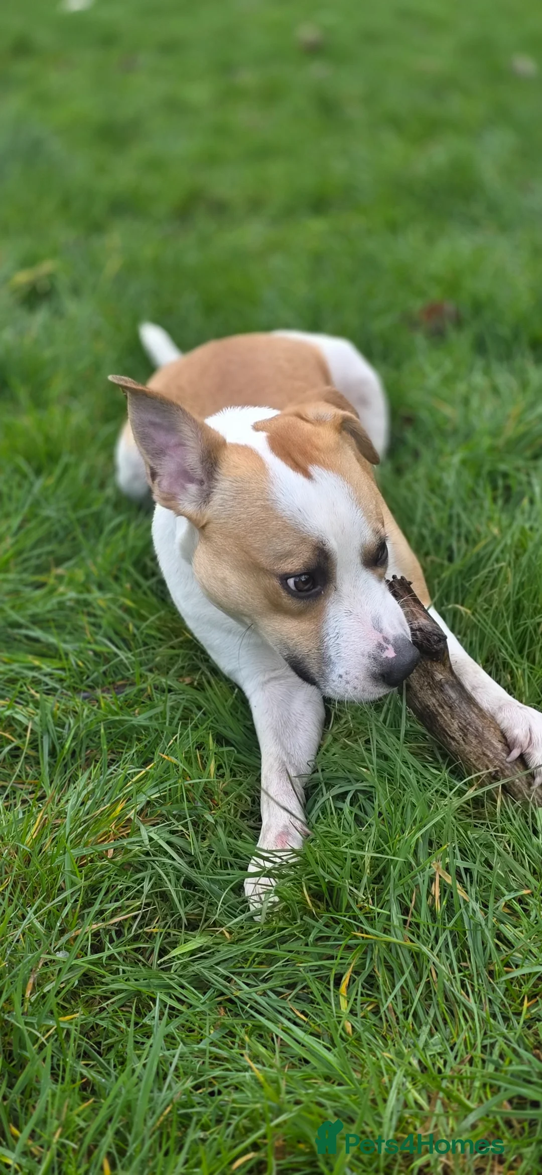 Mixed Breed dogs for sale: For Sale: Freckles and Sammy - Advert 7
