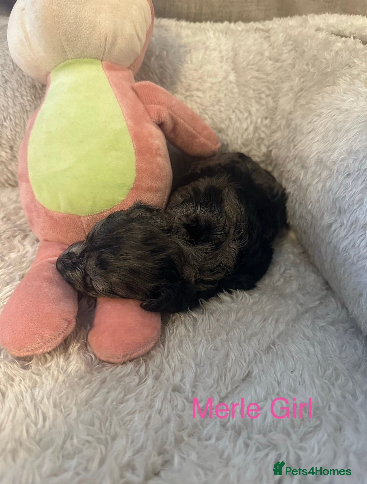 Doxiepoo dogs 4 Beautiful Doxiepoo Puppies - Advert 2