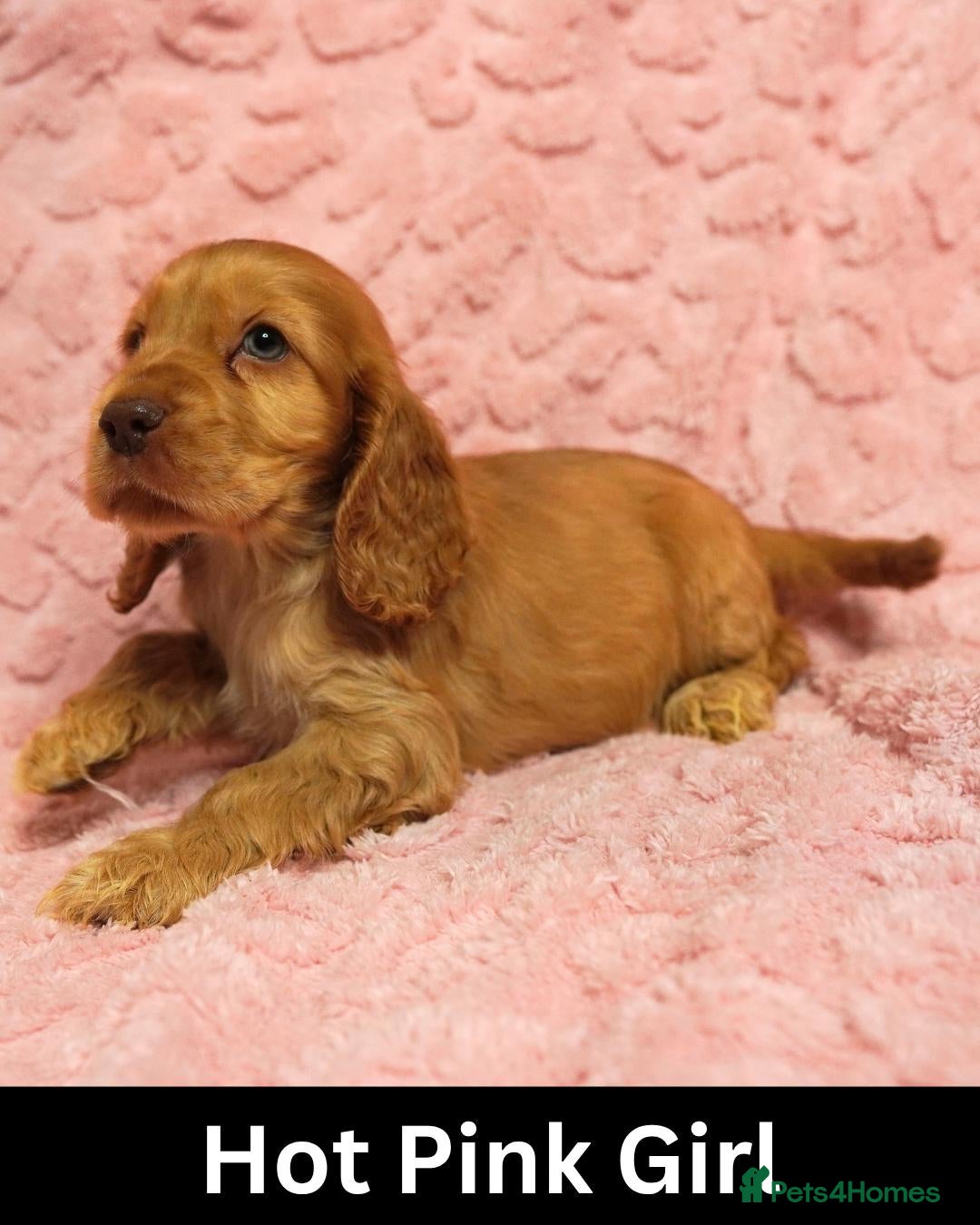 Cocker Spaniel dogs Quality, Show Type, Cocker Spaniel Puppies - Advert 1