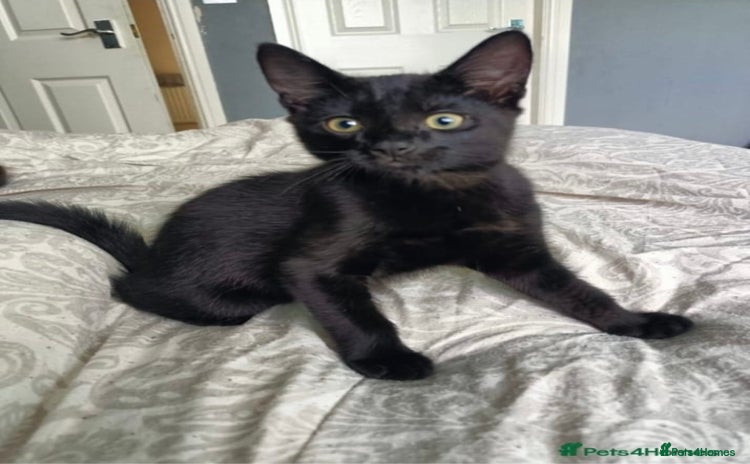 Mixed Breed cats - Advert 7