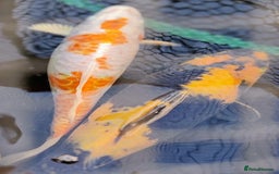 Koi Carp fish for sale: KOI FOR SALE - Image 5