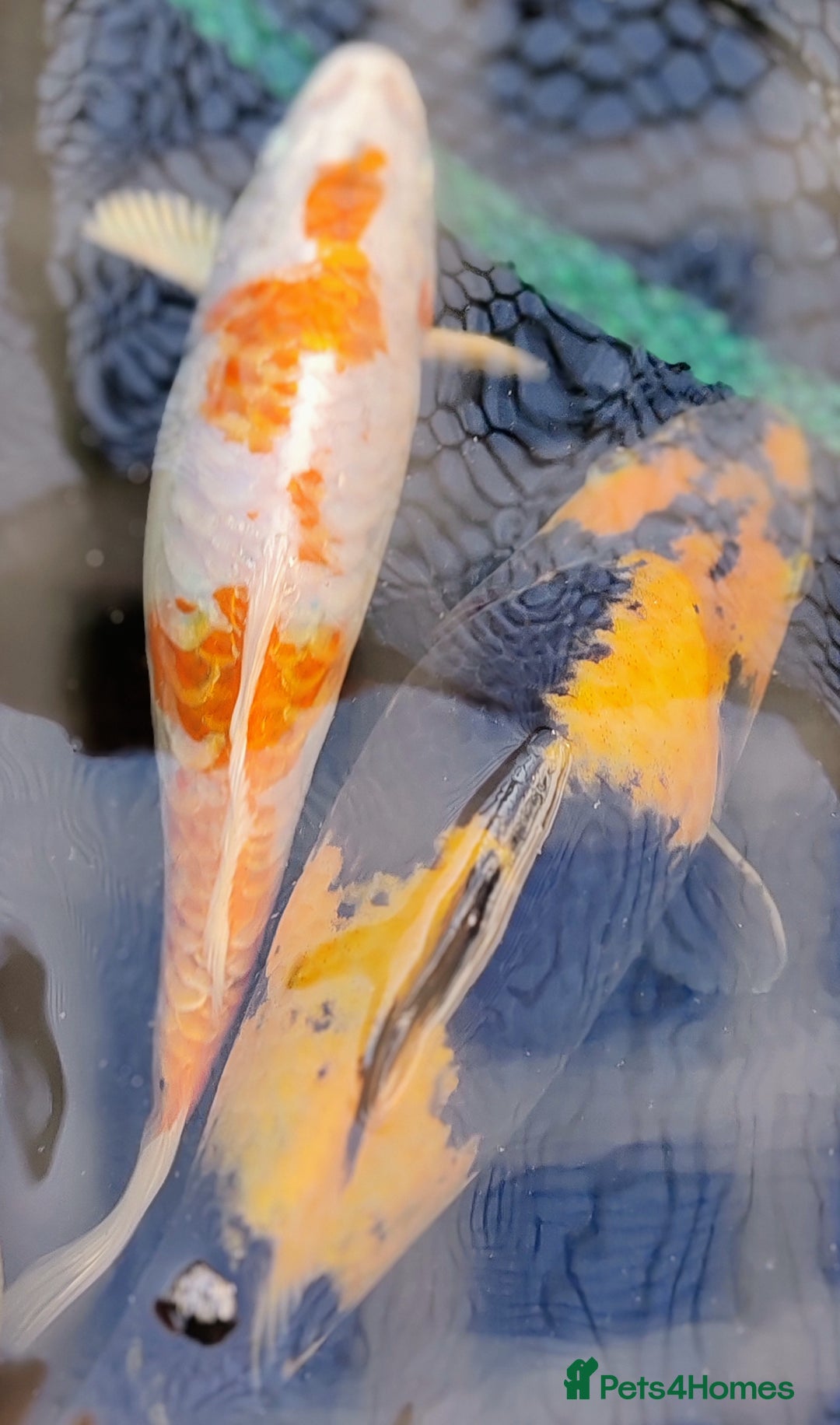 Koi Carp fish for sale: KOI FOR SALE - Image 5