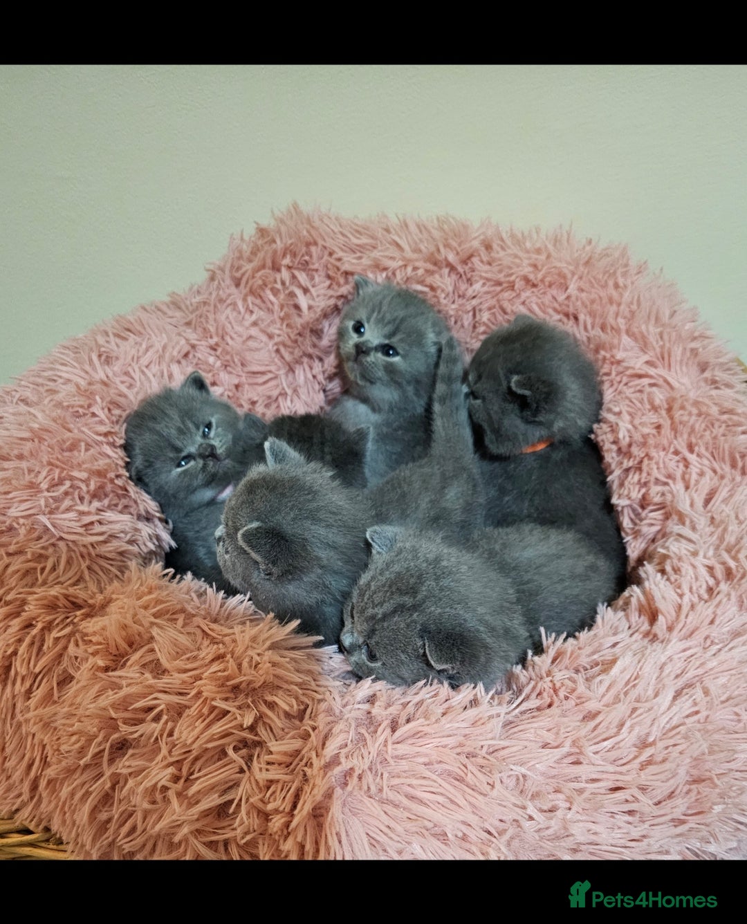 British Shorthair cats for sale: Gccf British Shorthair kittens  - Image 17