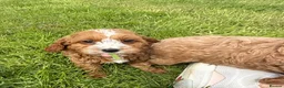 Cavapoo dogs for sale: Toy Cavapoo Puppies - Advert 26