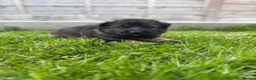 German Shepherd dogs for sale: 🐾 German Shepherd Puppies – ready 18th July - Advert 24